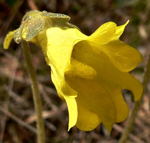 {Pinguicula lutea}